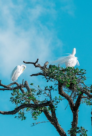 Egrets in the Clouds