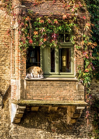 Bruges Dog further away
Special Order for client