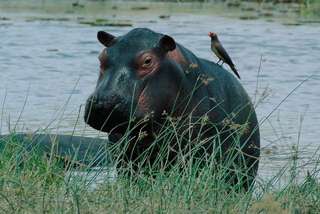 Hippo and bird
Kwai River, Botswana