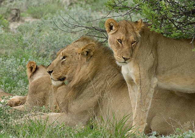 Lions at Rest
Etosha, Namibia