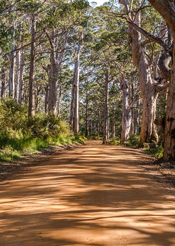 Sunlight dappled through the tall Karri trees of Western Australia