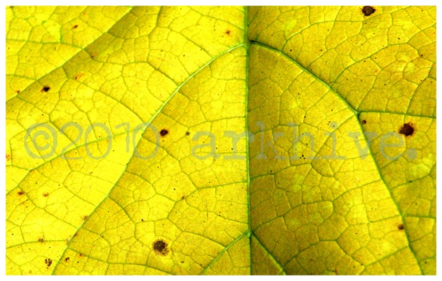 'yellow leaf detail'