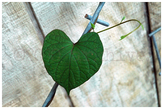 'heart shaped leaf' 
(in memory of Kip)
