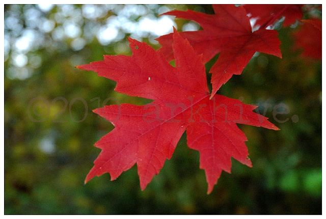 red maple I