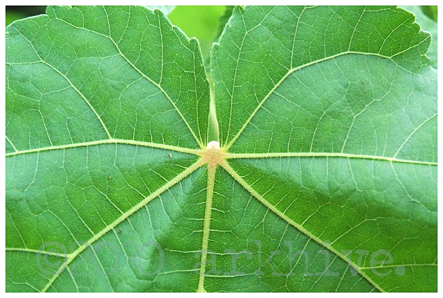 'green leaf detail'