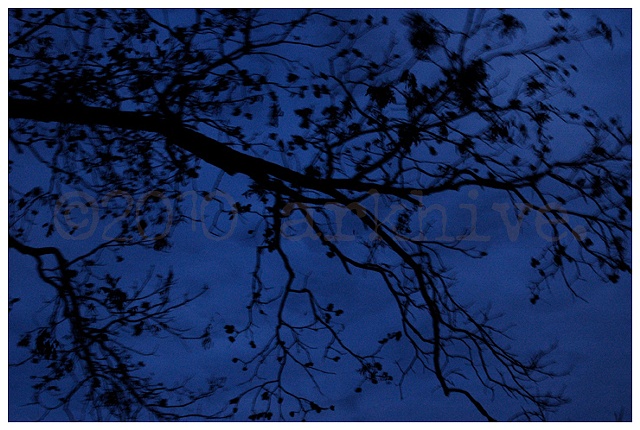 'black tree + blue night'