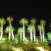 'night palms'