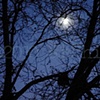 'moon behind black trees'