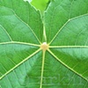 'green leaf detail'
