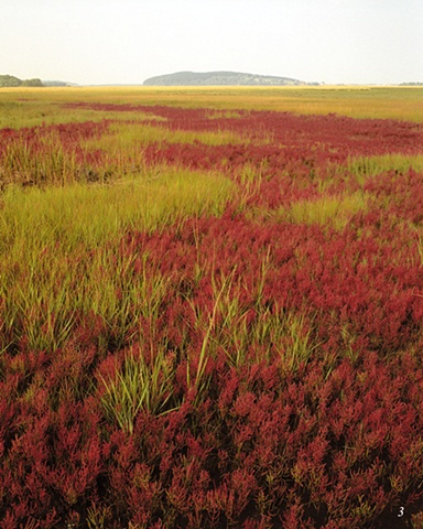 Wetlands, Essex River, Mass., autumn, tidal regions