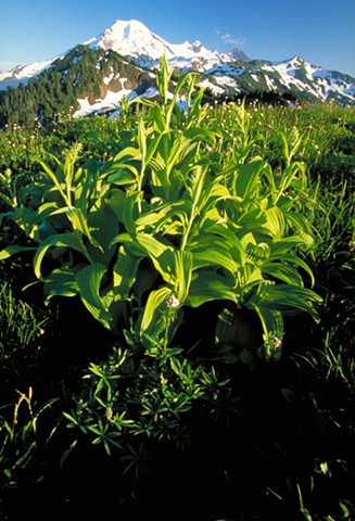 Alpine flora, glaciers, mountains, North Cascades, Washington