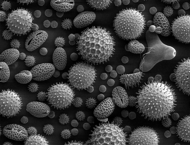 pollen grains