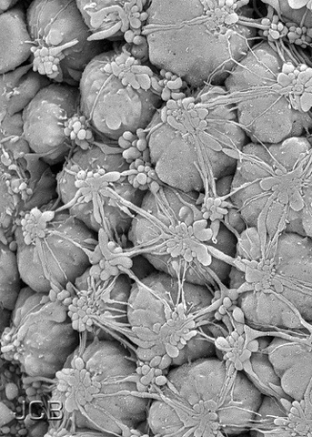 micro pollen