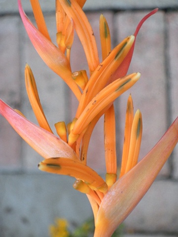 flower heliconia