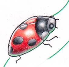 Lady Bug