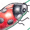 Lady Bug