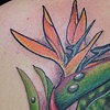 Bird of Paradise