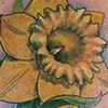 Daffodil