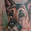 Dog Portrait