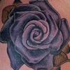 Rose shoulder