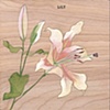 Lily on Wood