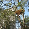 Visiting Madison Square Park - Tadashi Kawamata's Tree Huts