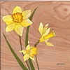 Daffodil on Wood