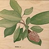 Magnolia on Wood