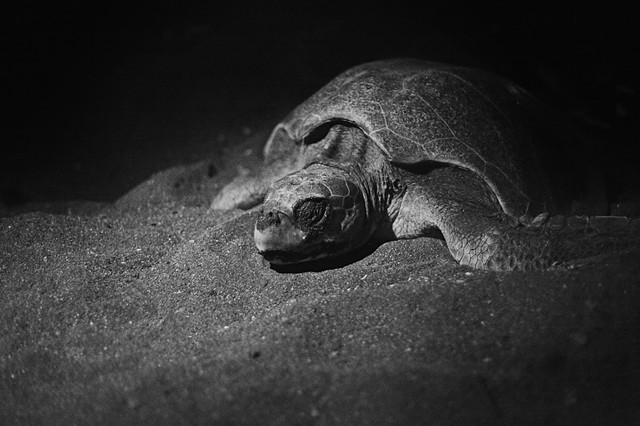 Ostional Turtle Conservation | Costa Rica