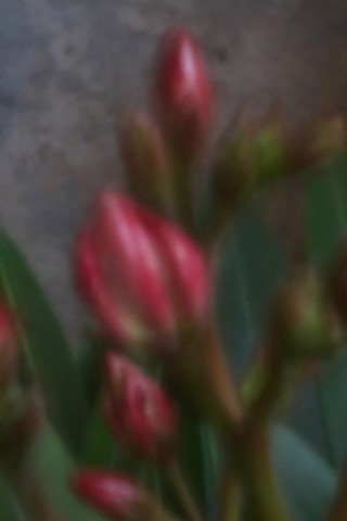 Oleander, Honkawa Elementary School Peace Museum, Hiroshima 