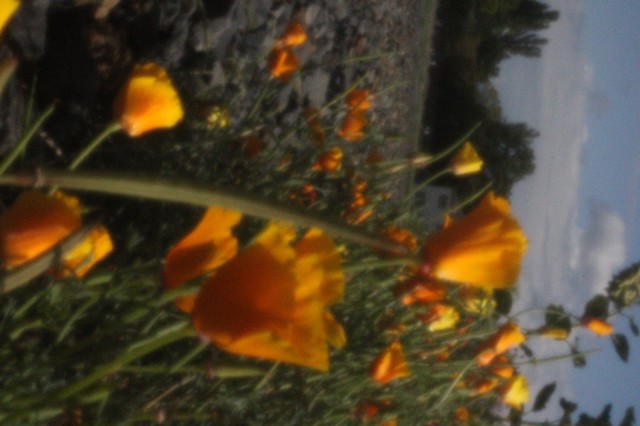 Monuments, Flowers.