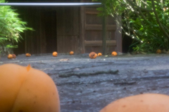 Plums at Shikoku Mura 2