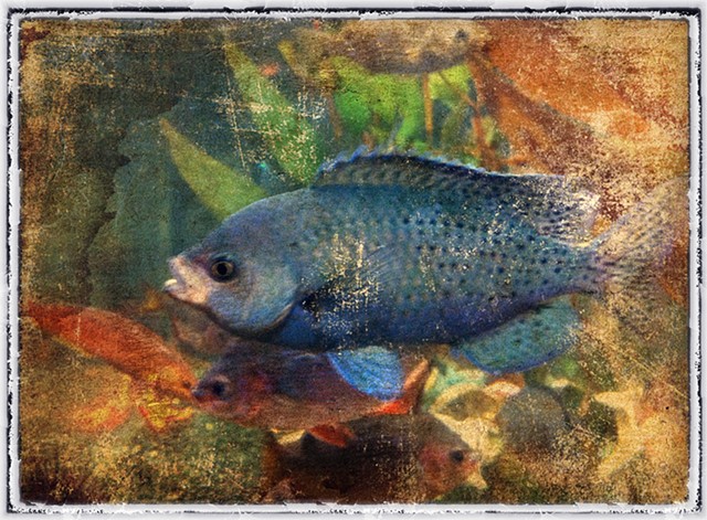 Denver Aquarium - Pic Grunger App