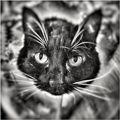 Untitled - Snapseed App