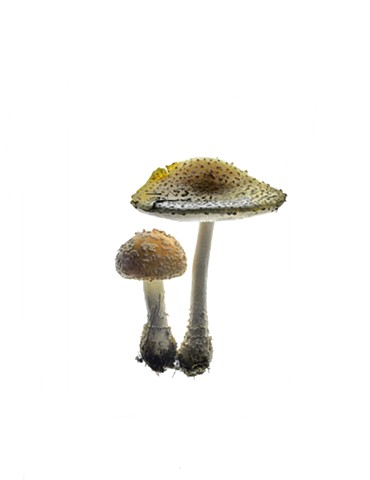 Mushroom Duo
