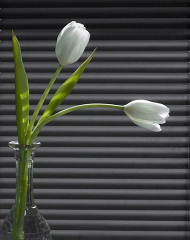 white tulips

