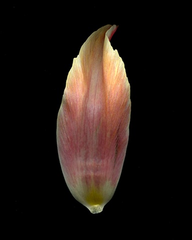petal- tulip