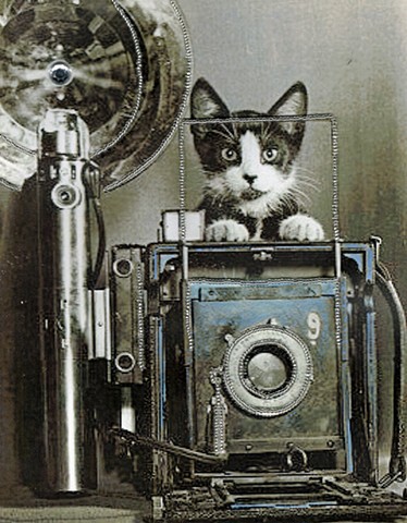 Cat Photographer