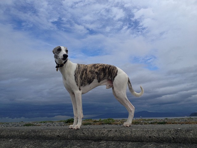 Whippet Rescue Canada