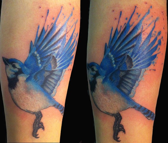 blue jay tattoo