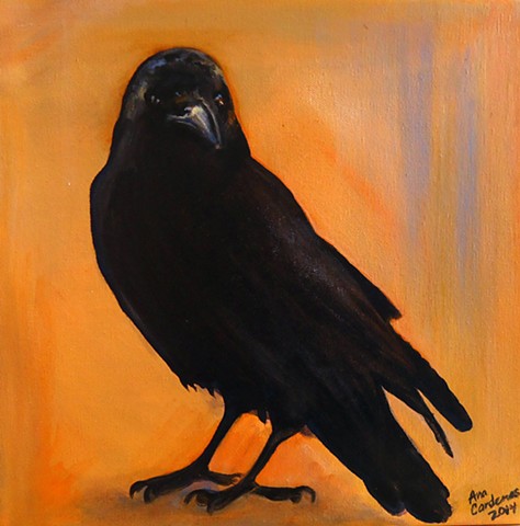 crow blackbird