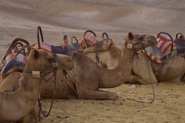 Bedouin Camp
Israel