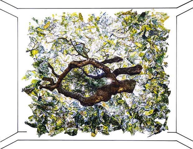 Boxed In Angel Oak