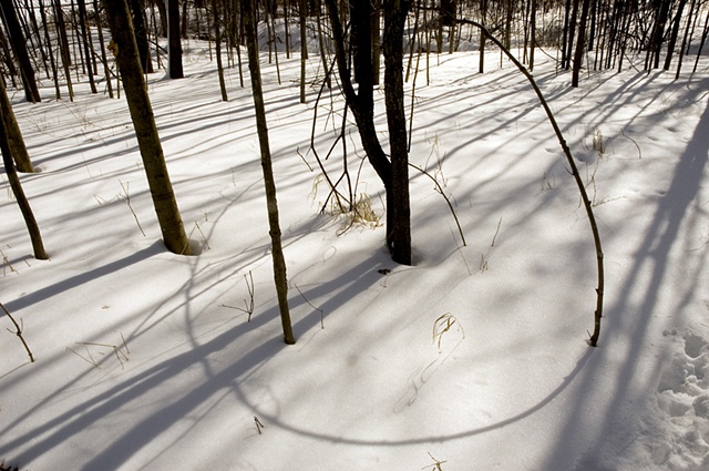 Tree branch shadows in the winter