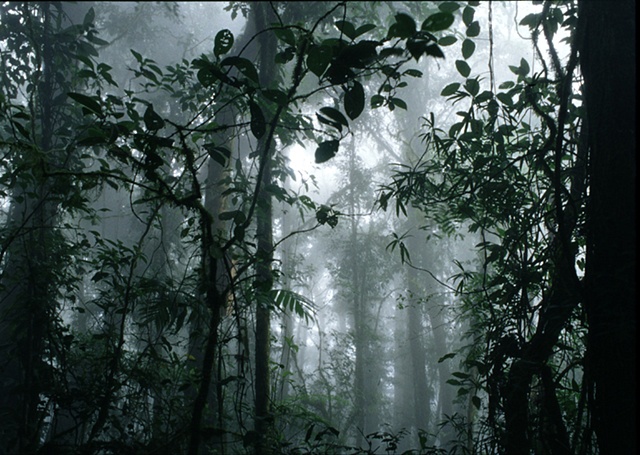 Cloud Forest landscape, Monteverde, Costa Rica