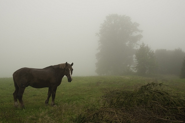 Horse in fog, Czech Republic