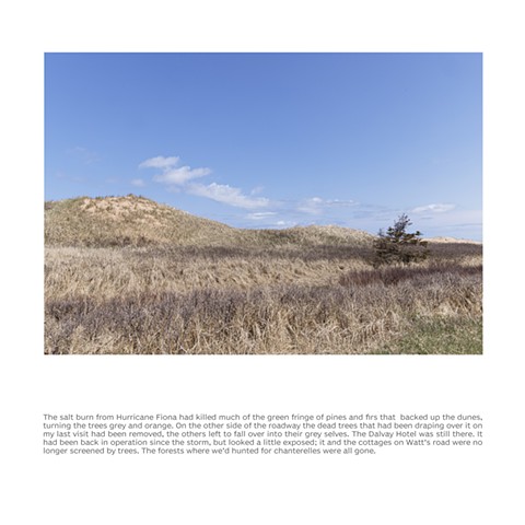 Black Tree, Brackley, Prince Edward Island, May 13, 2023
