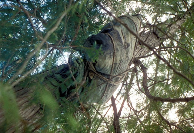 Tree Burial
1996