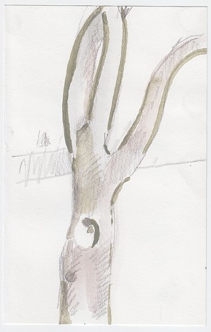 Uknown, tree with hole