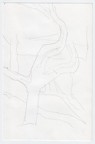 Unknown, tree with curving branches